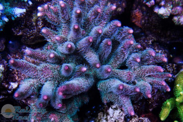 Kraken 25 at