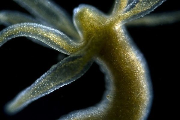 Kraken маркетплейс официальный